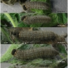 musch cribrellum larva6 volg12